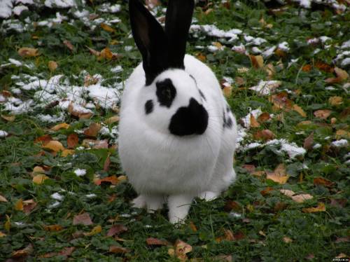 Кролик и снег